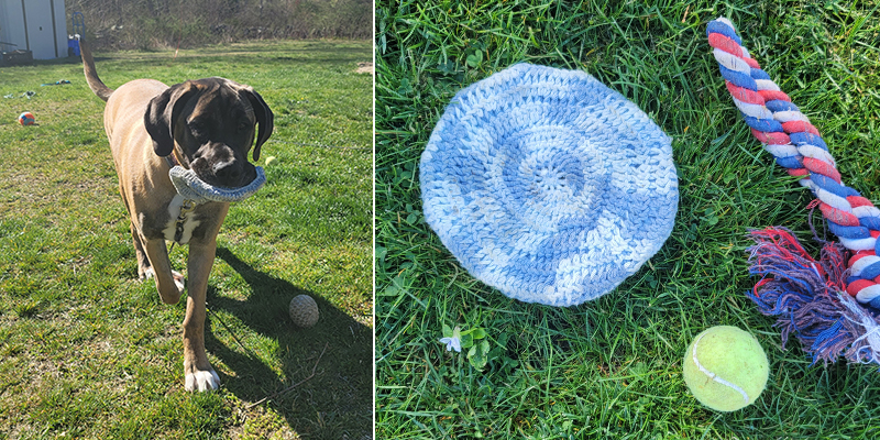 A Boy and His Dog’s Frisbee